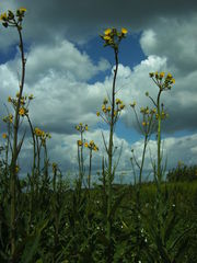 Sonchus palustris