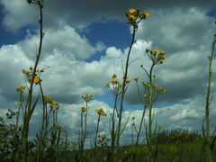 Sonchus palustris