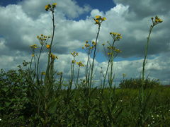 Sonchus palustris