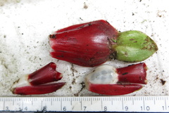 Costus erythrophyllus