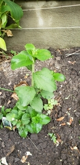 Stevia rebaudiana