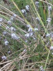 Myosotis afropalustris