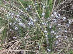 Myosotis afropalustris