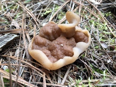 Gyromitra perlata