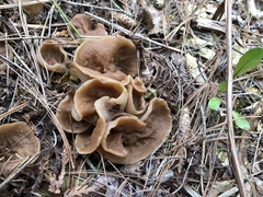 Gyromitra perlata