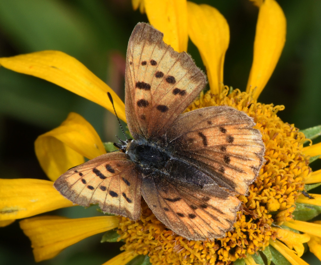 Lycaena dorcas