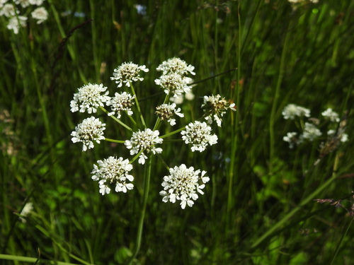 Oenanthe peucedanifolia, photograph 2