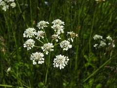 Oenanthe peucedanifolia, photograph (c) Yves Bas, some rights reserved (CC BY)