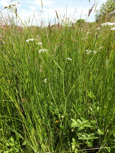 Oenanthe peucedanifolia, photograph 4