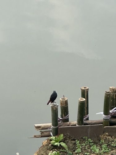 Plumbeous Water Redstart