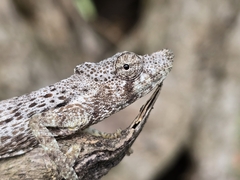 Magombera Chameleon photo 3