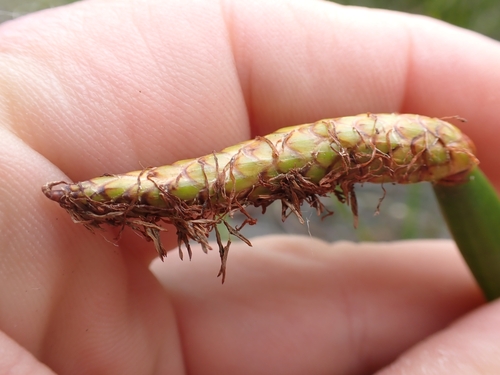 Image of Eleocharis sphacelata by (c) Benjamin Lavin, some rights reserved (CC BY)