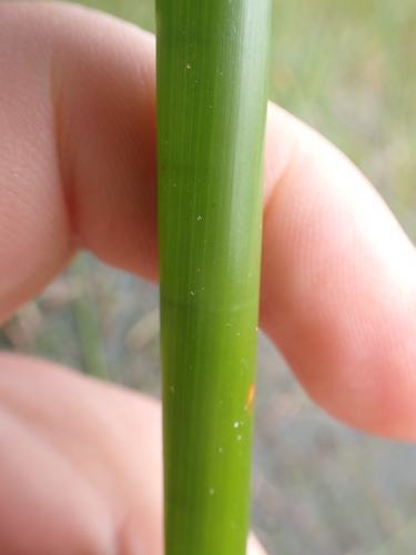 Image of Eleocharis sphacelata by (c) Benjamin Lavin, some rights reserved (CC BY)