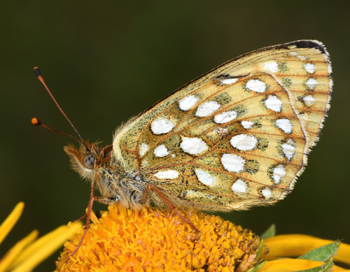 Mormon Fritillary