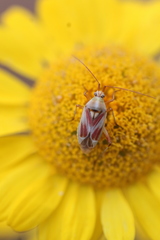 Calocoris roseomaculatus roseomaculatus