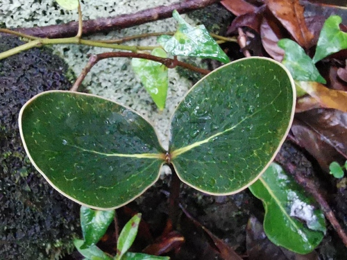 Mimusops balata observed 2024-02-01