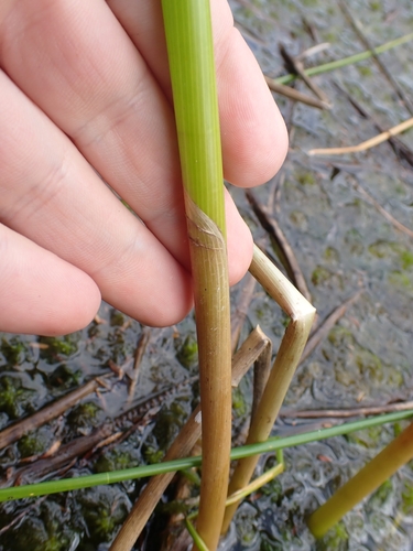 Image of Eleocharis sphacelata by (c) Benjamin Lavin, some rights reserved (CC BY)