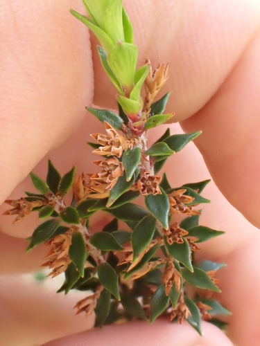 Image of Epacris pauciflora by (c) Benjamin Lavin, some rights reserved (CC BY)