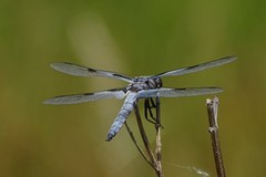 Libellula nodisticta