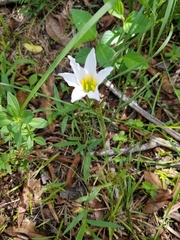 Zephyranthes simpsonii