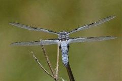 Libellula nodisticta