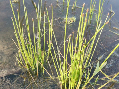 Image of Eleocharis ovata by (c) Daniel Buczkiewicz, some rights reserved (CC BY-SA)