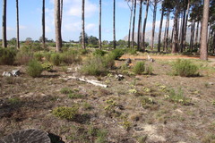 Phylica pubescens pubescens