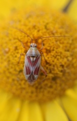 Calocoris roseomaculatus roseomaculatus