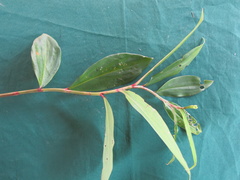 Costus erythrophyllus