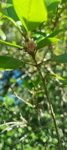 Image of Vitex lignum by (c) murrayoke, some rights reserved (CC BY)