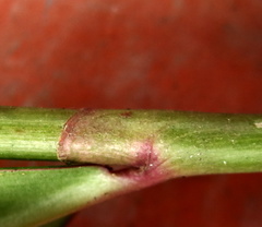 Costus erythrophyllus