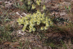 Phylica pubescens pubescens