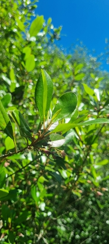 Image of Vitex lignum by (c) murrayoke, some rights reserved (CC BY)