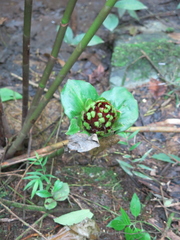 Costus erythrophyllus