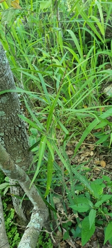 Image of Notelaea lloydii by (c) murrayoke, some rights reserved (CC BY)