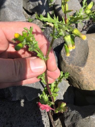 Kostriš (Senecio)