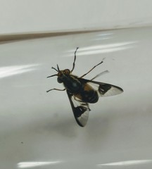 Chrysops callidus