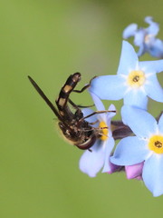 Platycheirus scutatus