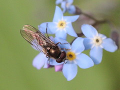 Platycheirus scutatus