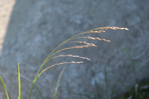 Agrostis clavata iNat (3)