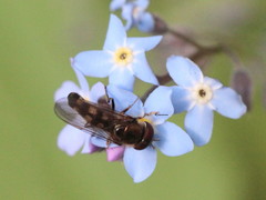 Platycheirus scutatus