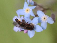 Platycheirus scutatus