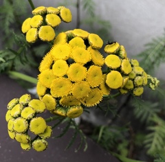 Tanacetum vulgare
