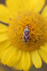 Calocoris roseomaculatus roseomaculatus