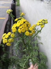 Tanacetum vulgare