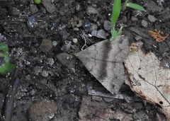 Phalaenostola eumelusalis