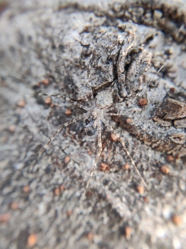 Typical Two-tailed Spiders