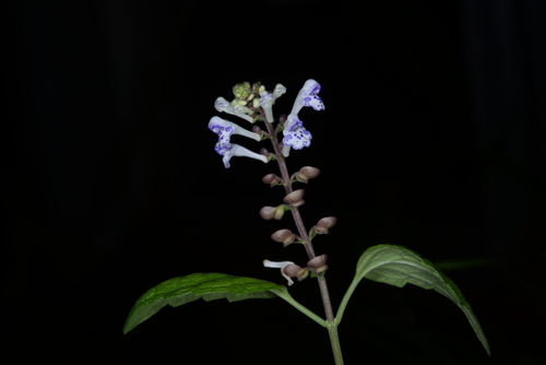 Scutellaria rubropunctata iNat (3)