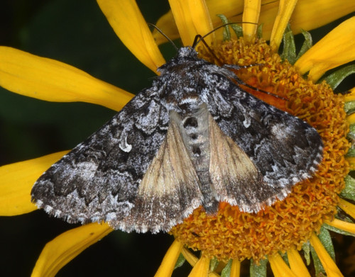 Syngrapha angulidens