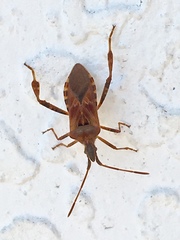 Leptoglossus occidentalis